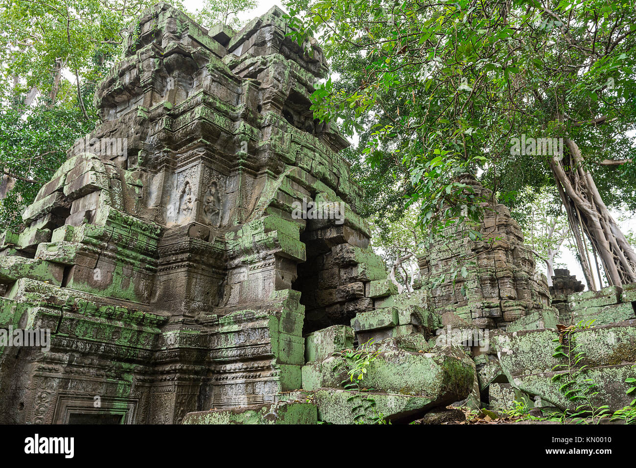 Dschungel Bäume Überschreitung der Ta Prohm Tempel in Angkor Wat complex außerhalb von Siem Reap, Kambodscha. Stockfoto