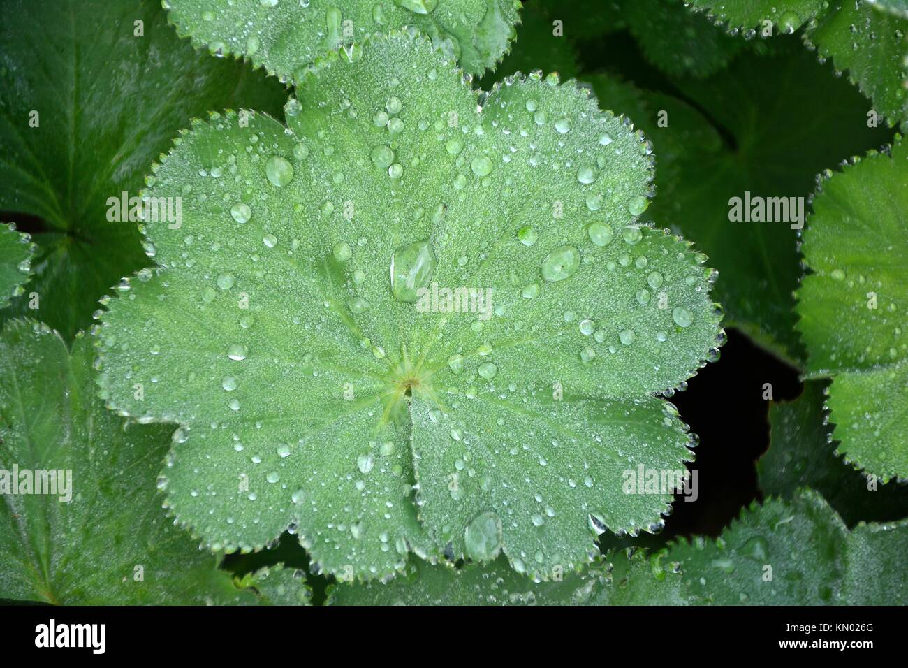 "Frauenmantel" (lat.: Alchemilla) Blatt close-up nach dem Regen Stockfoto