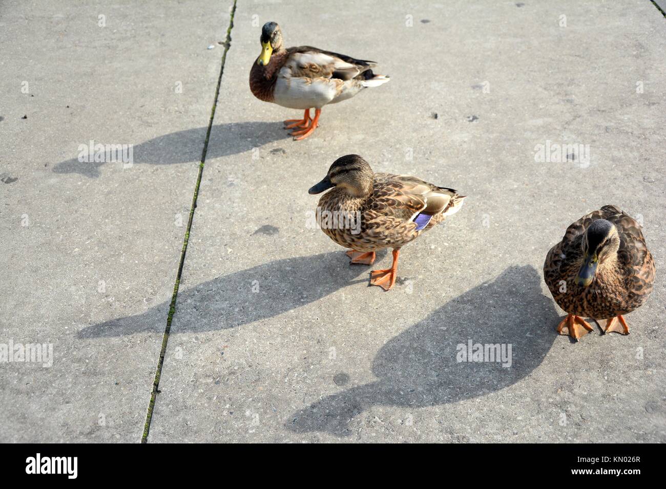 Drei wilde Enten (stockenten) stehend auf betonplatte Stockfoto