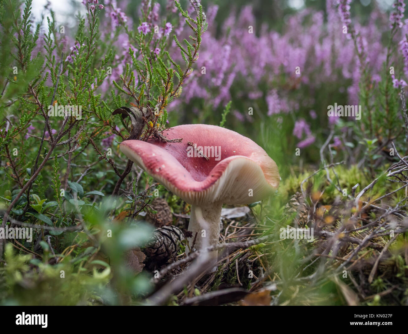 Red mushroom zwischen dem Heidekraut in einem feuchten Wald. Stockfoto