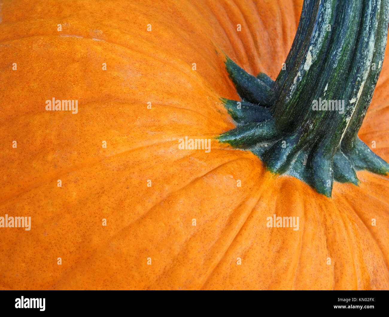 In der Nähe des mächtigen Kürbis Stockfoto