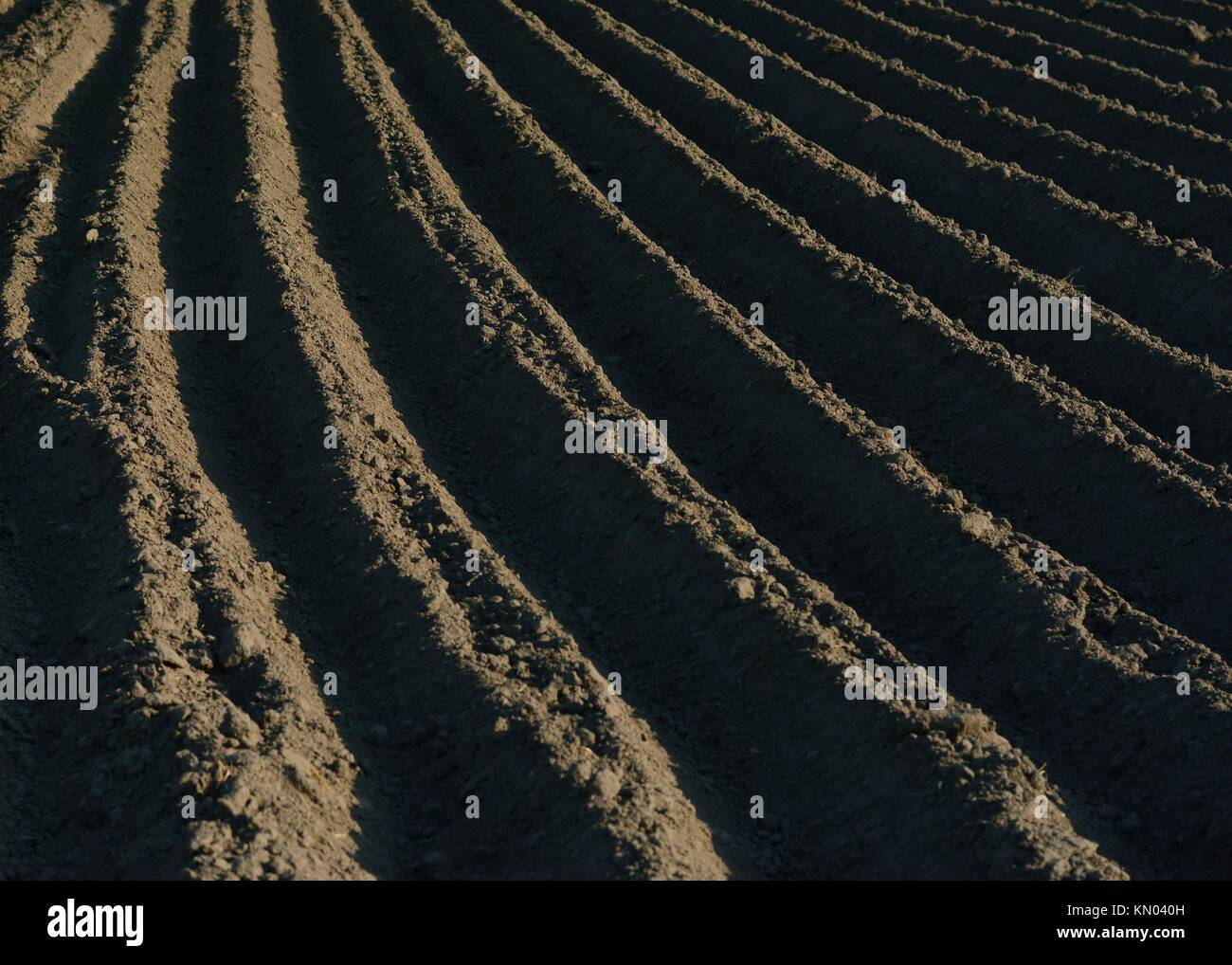 Ein Stück bestellt Schwarz - Boden Feld bereit für Kartoffel Pflanzen in der Ukraine, Tschernigow region Stockfoto