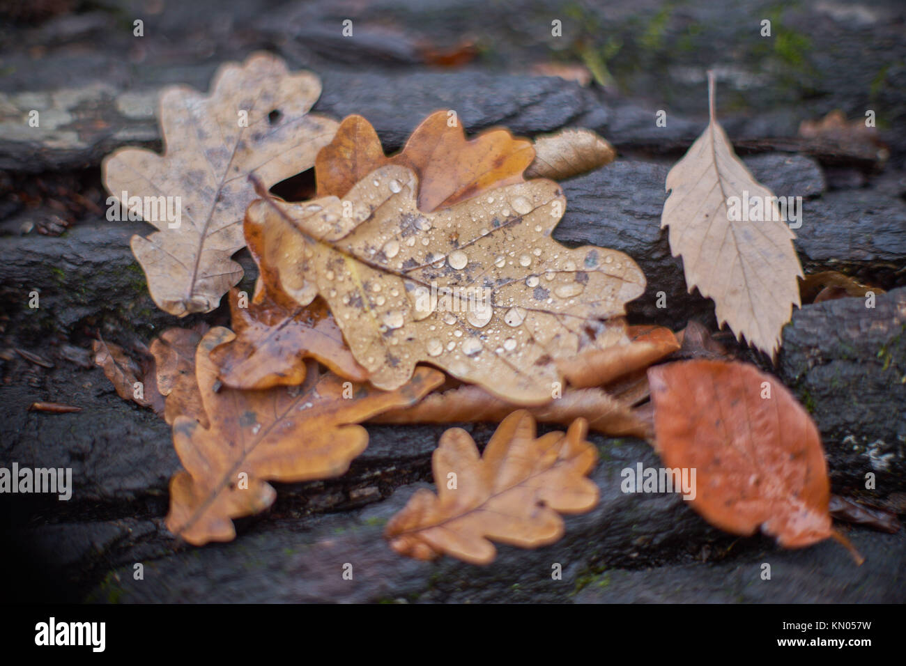 Gefallene alte Eiche mit Herbstblättern darauf Colofrul Herbst Multicolofr Herbst Stockfoto