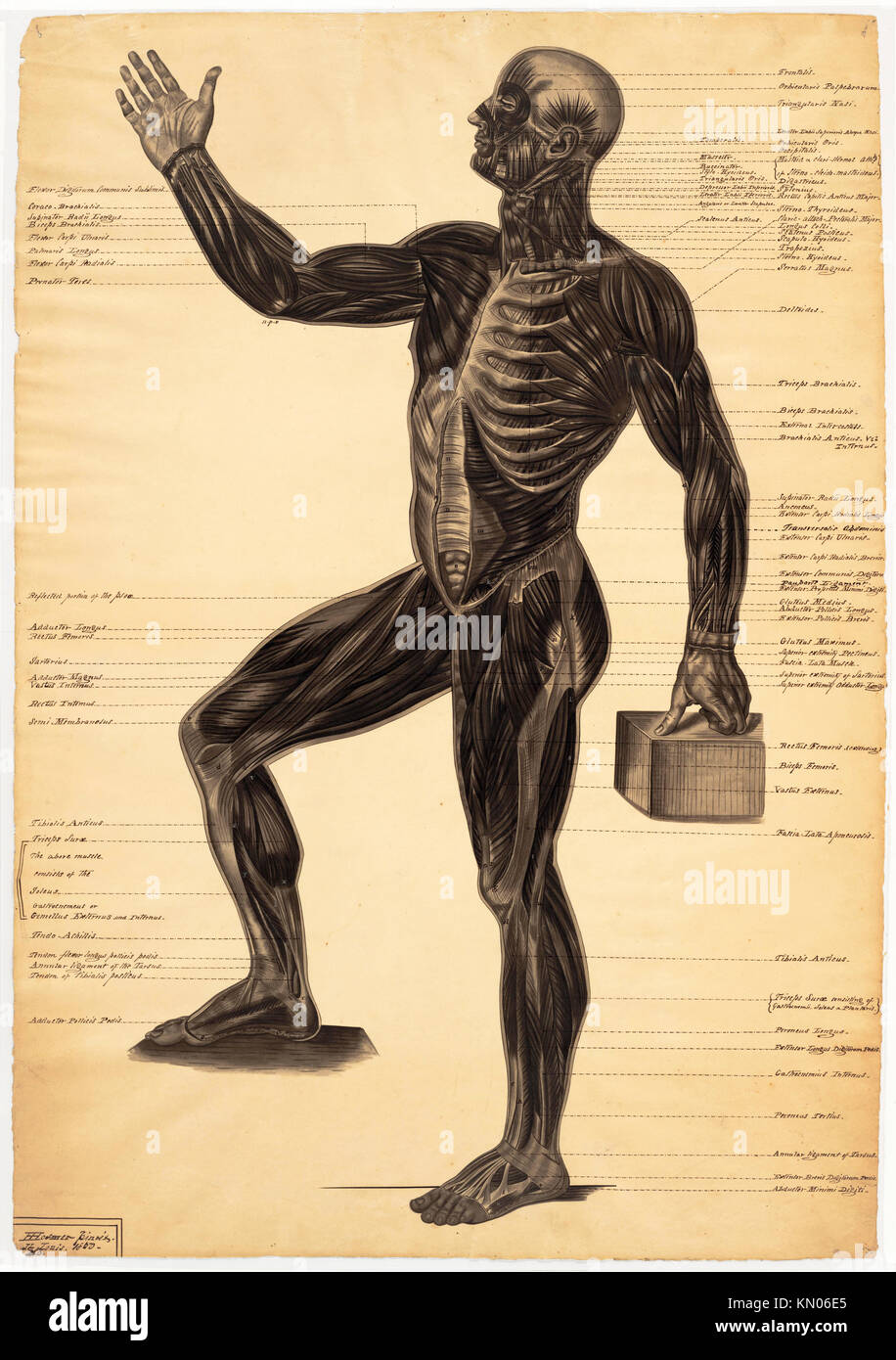 Anatomische Zeichnung männliche Figur, einer von drei, von Harriet Hosmer Stockfoto