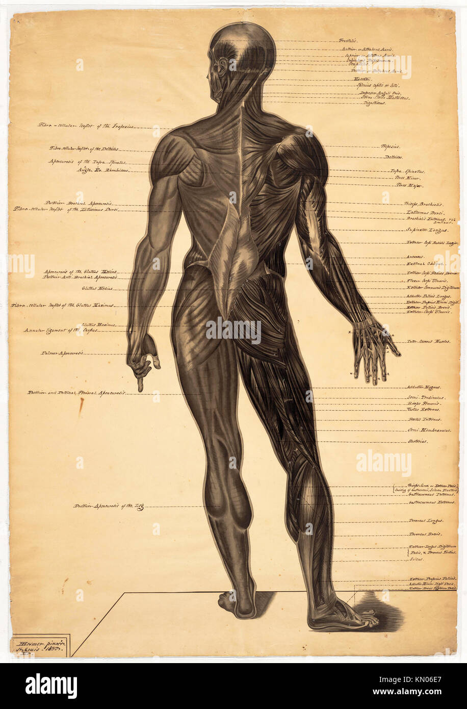 Anatomische Zeichnung männliche Figur, einer von drei, von Harriet Hosmer Stockfoto