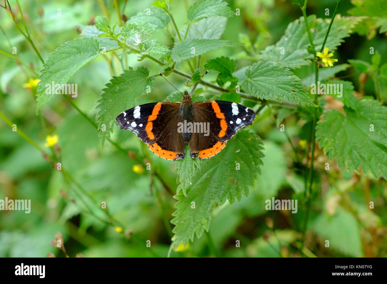 Roter Admiral Schmetterling Stockfoto