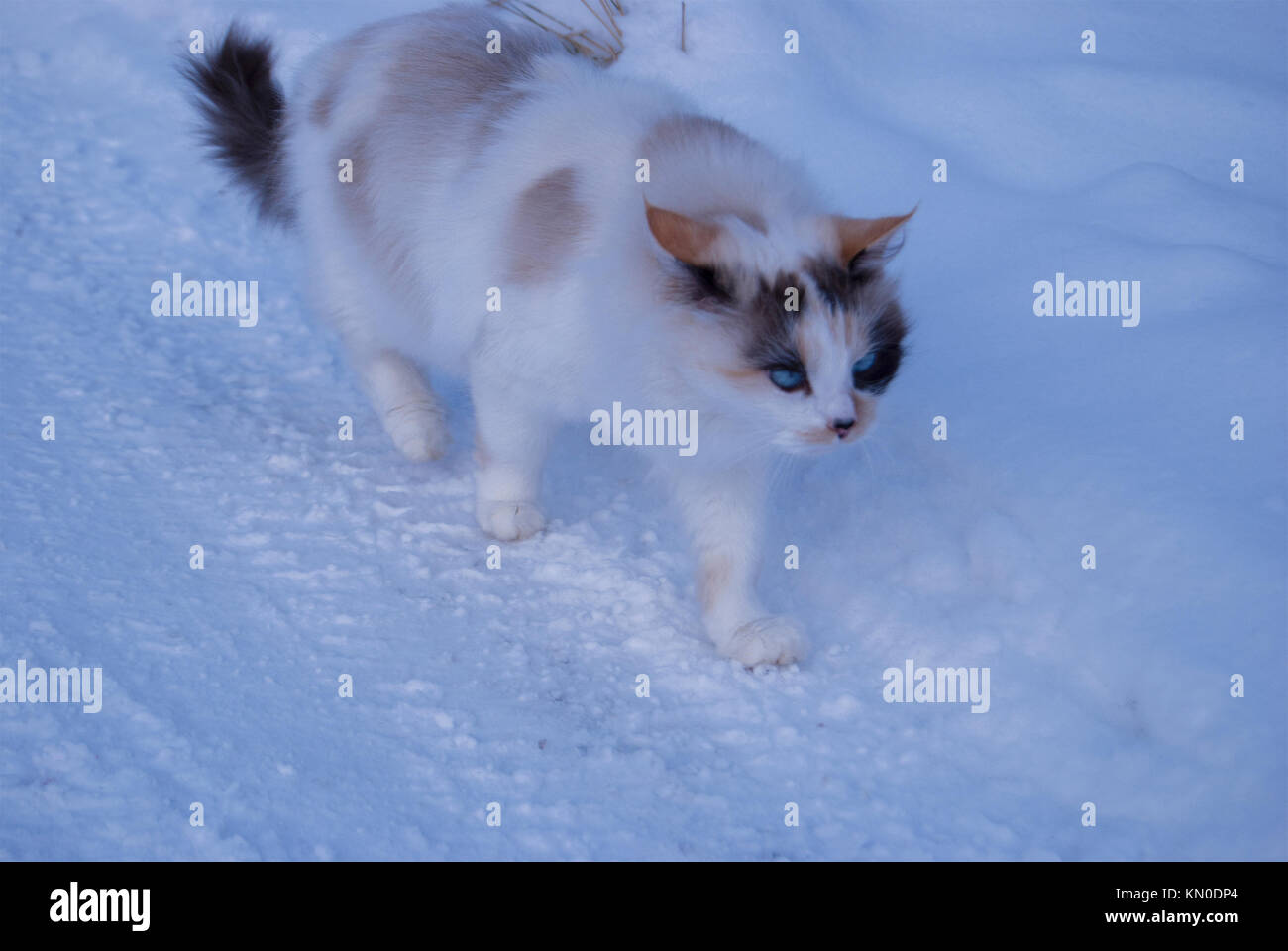 Eine ungewöhnliche 3-farbige Katze mit blauen Augen wandern im Schnee Stockfoto