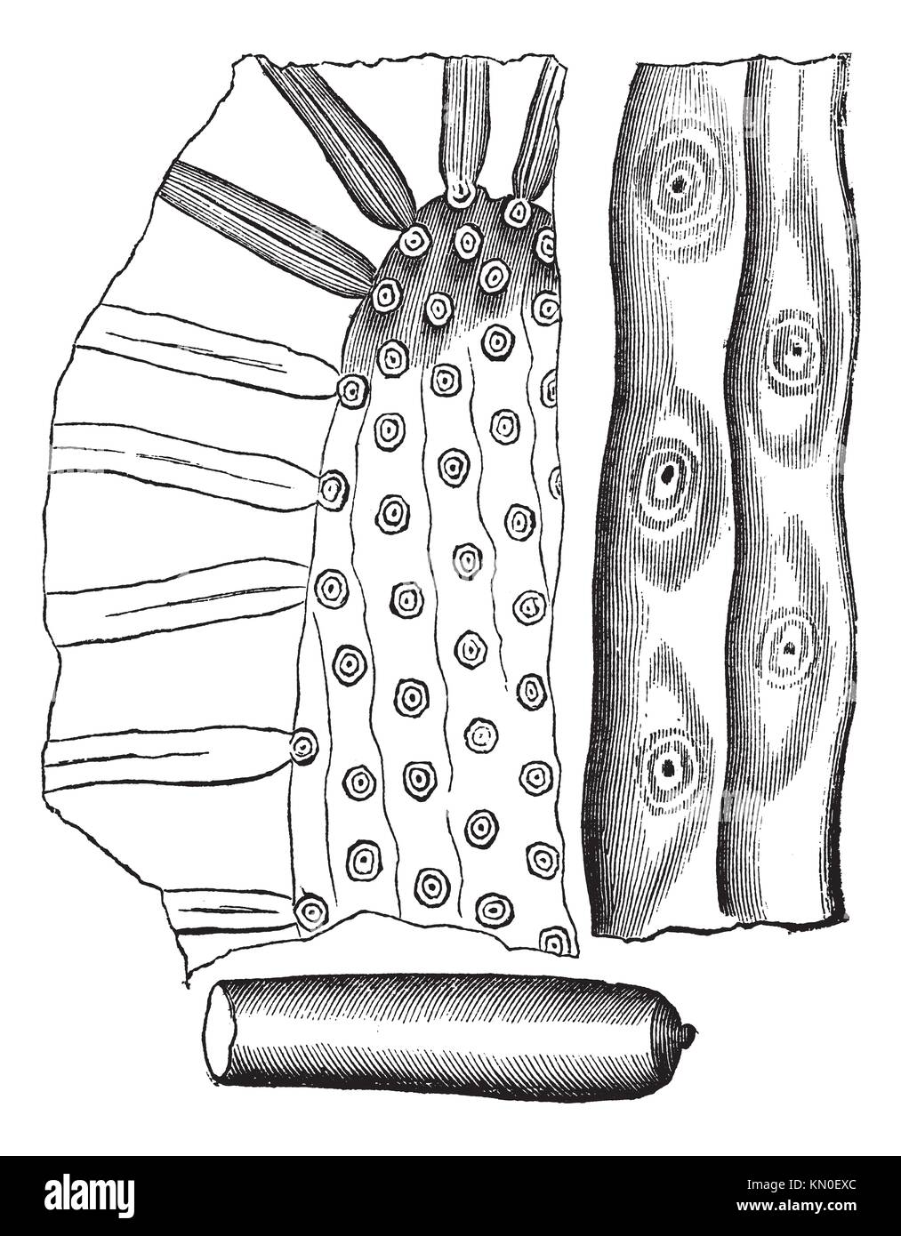 Stigmaria, vintage Gravur Alte eingravierten Abbildung Stigmaria, eine