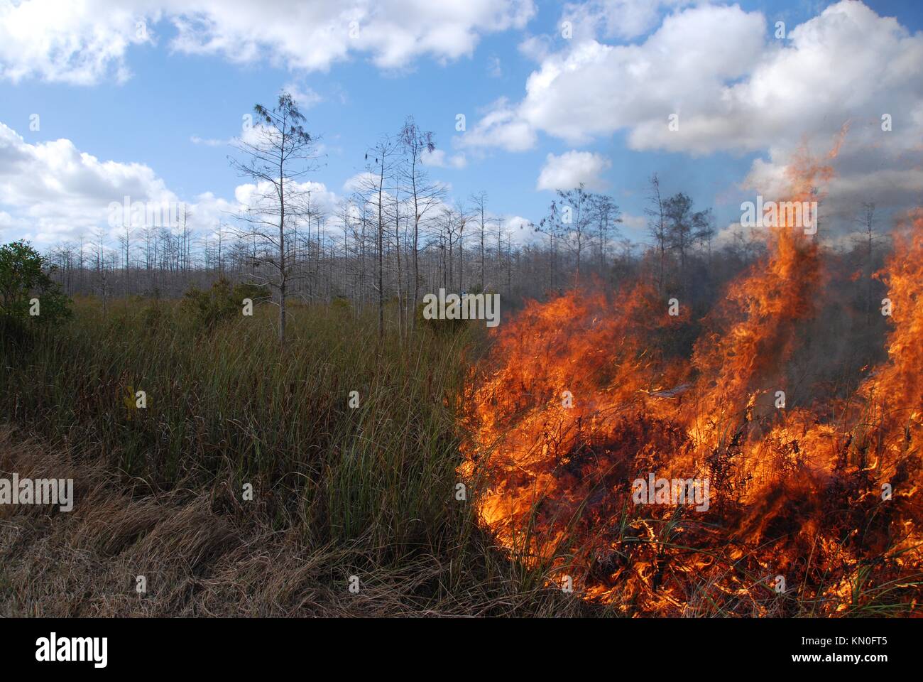 Eine Säge Gras Wiese in Brand während einer vorgeschriebenen an der Florida panther National Wildlife Refuge Januar 28 Brennen, 2009 in immokalee, Florida. (Foto von Josh O'Connor über planetpix) Stockfoto