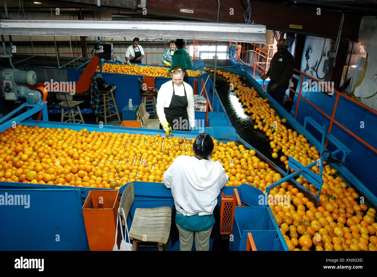 Orangen werden in der Seald Sweet Processing Plant am 10. Februar 2006 in Vero Beach, Florida, verarbeitet. (Foto von Ken Hammond über Planetpix) Stockfoto