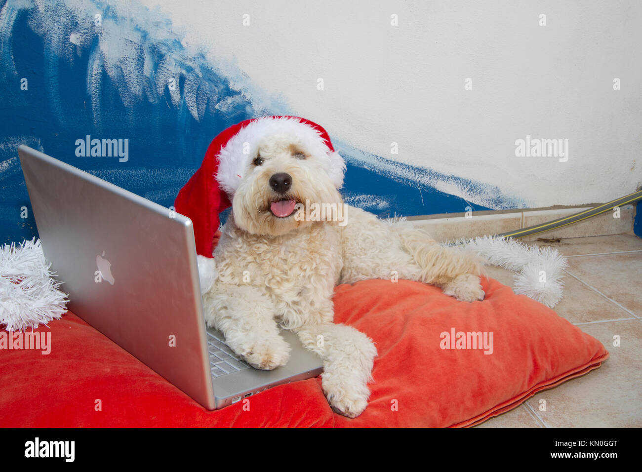 Ein Hund, der auf einem roten Kissen mit einem Weihnachtsmütze sitzt und seine Pfoten auf einem Laptop ruht. Foto & Wandbild von Nikki Attree Stockfoto