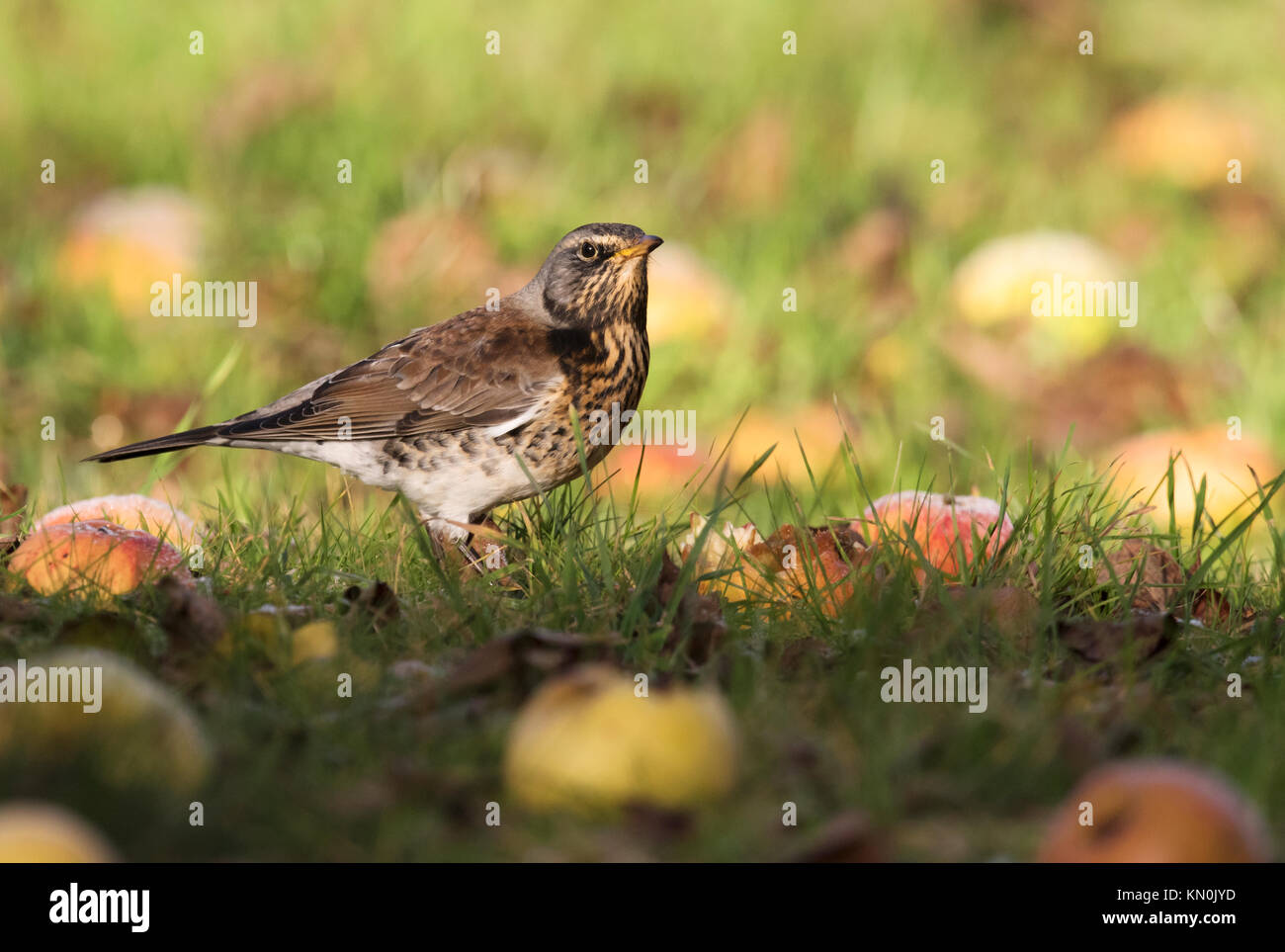 Eine Wacholderdrossel (Turdus pilaris) Fütterung mit gefallenen Äpfel in einem Warwickshire orchard Stockfoto