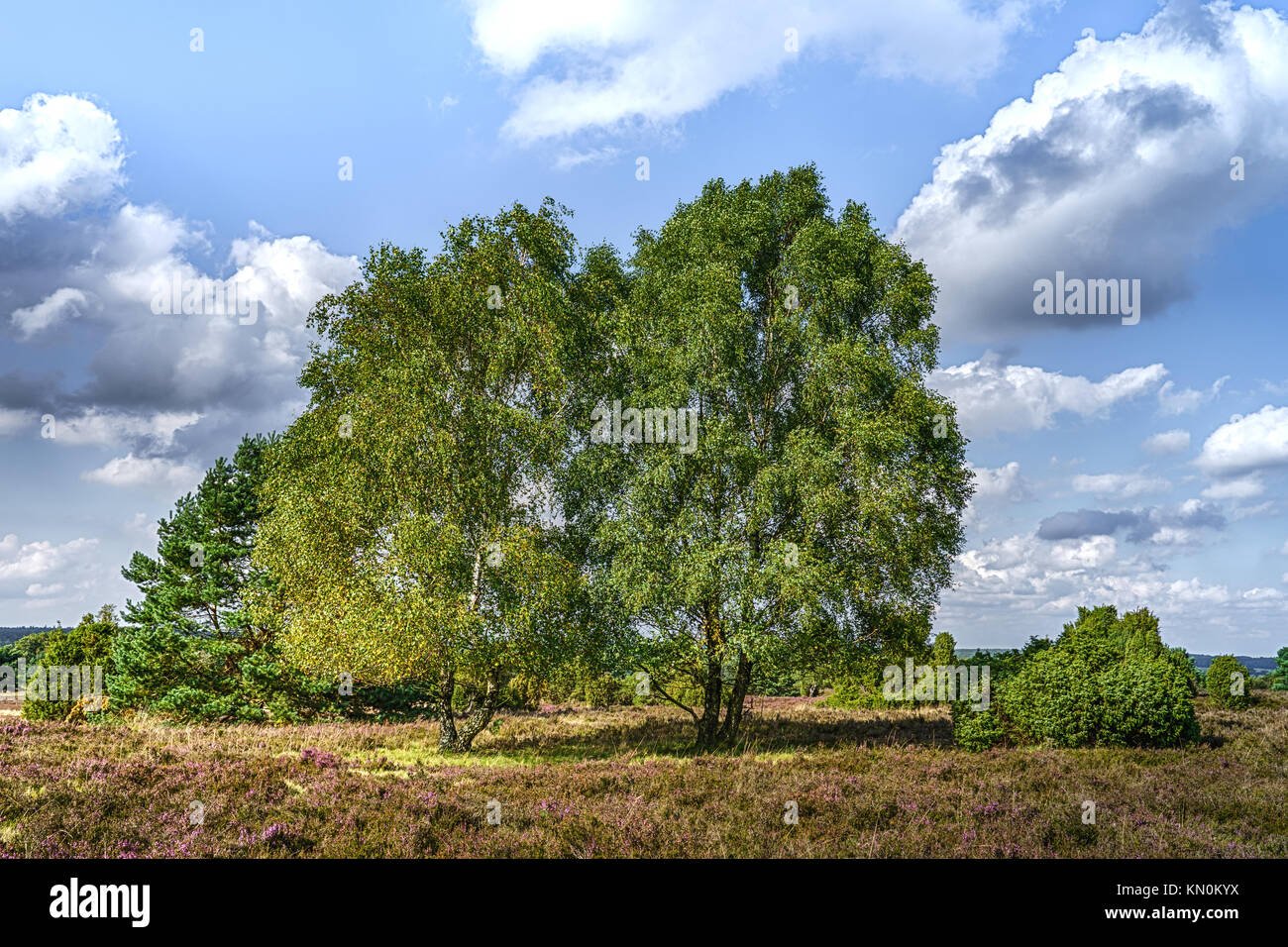 Herbst in der Lüneburger Heide (Lüneburger Heide), einer Region in der Nähe von Hamburg, Deutschland Stockfoto