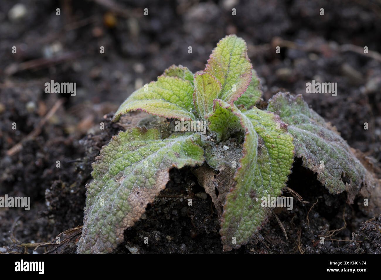 Lila fingerhut blätter -Fotos und -Bildmaterial in hoher Auflösung – Alamy