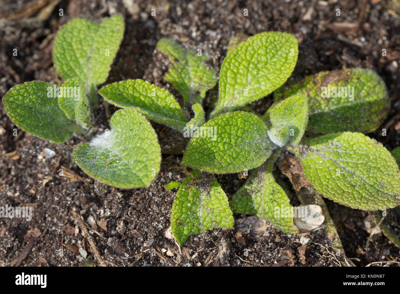 Roter Fingerhut, Blatt, Blätter, Blattrosette, Digitalis purpurea, Fingerhut, Fox - Handschuh Stockfoto