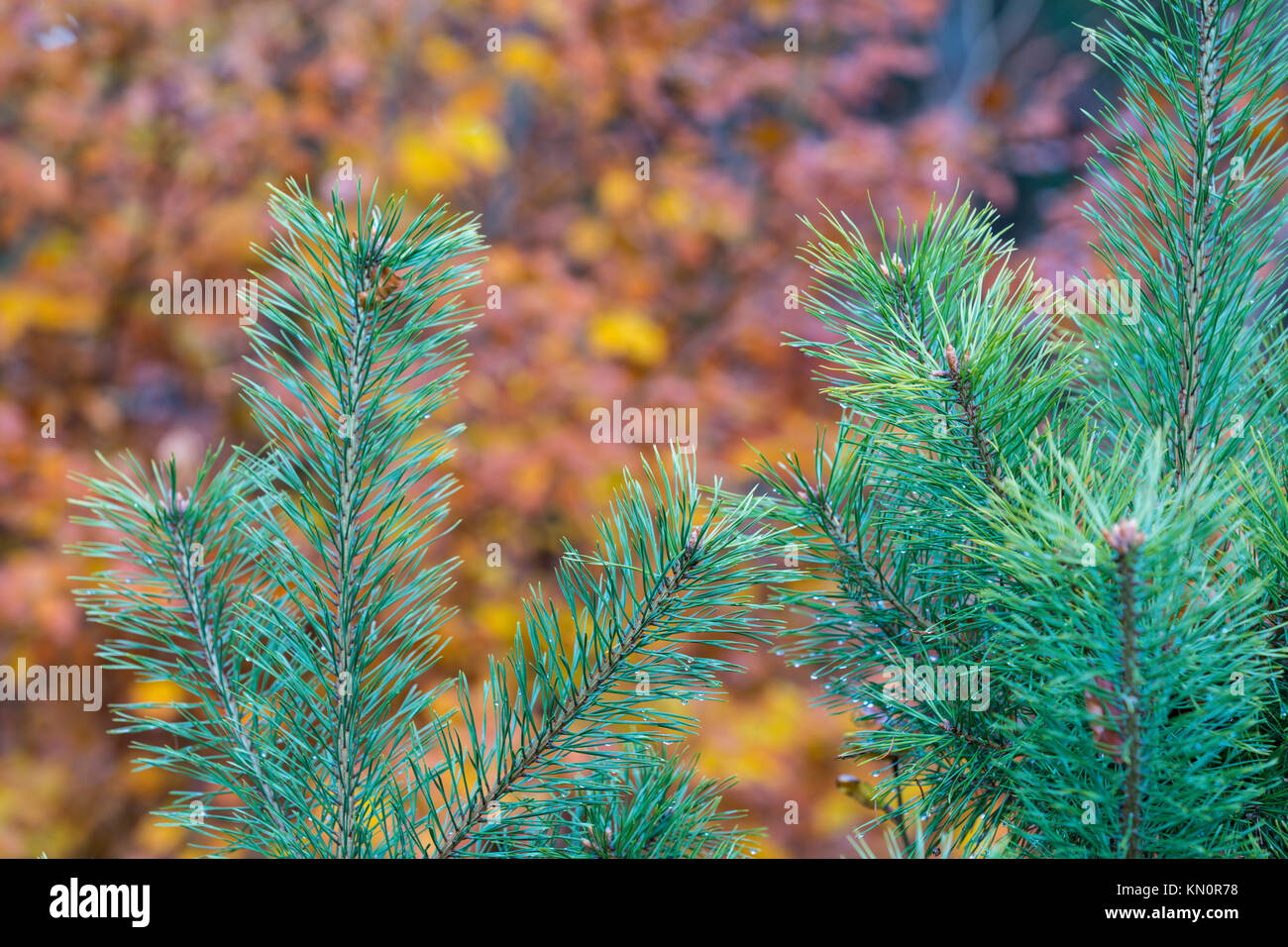 Ast vor einen orangen Hintergrund, Wald, Nahaufnahme, Lower Austria, Austria Stockfoto