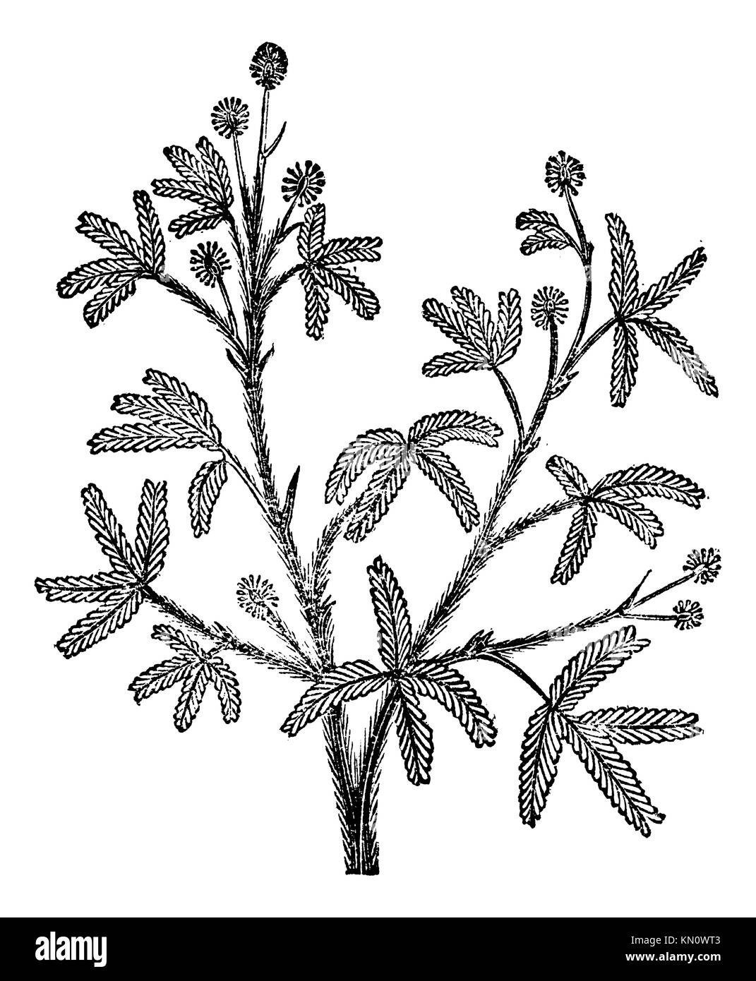 Sensible Mimosa pudica, Vintage eingraviertem Muster Trousset Enzyklopädie 1886 - 1891 Stockfoto