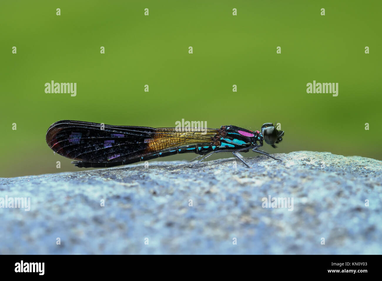 Blau Rosa Damselfy/Dragon Fly/Zygoptera sitzen auf dem River Rock / Stein Stockfoto