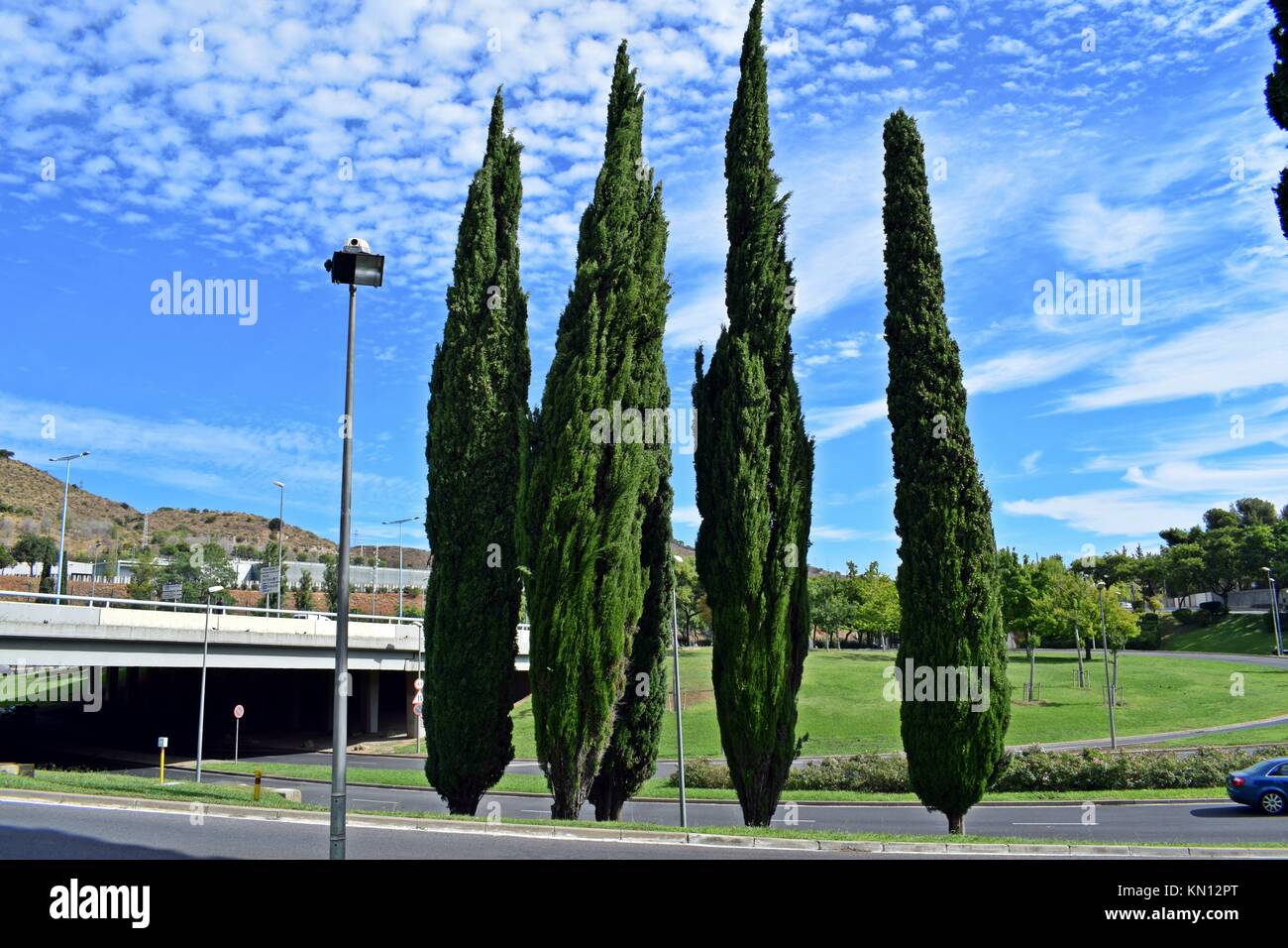 Zypressen im wasser Fotos und Bildmaterial in hoher Auflösung Alamy