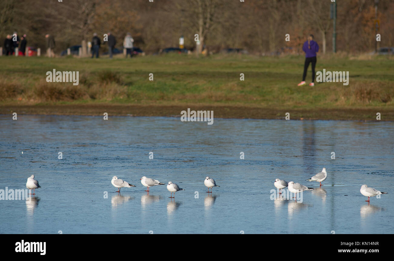 Wimbledon Village, London, UK. 9. Dezember, 2017. Möwen stehen auf Eis bedeckt Wimbledon Common Teich nach schweren über Nacht Frost. Stockfoto