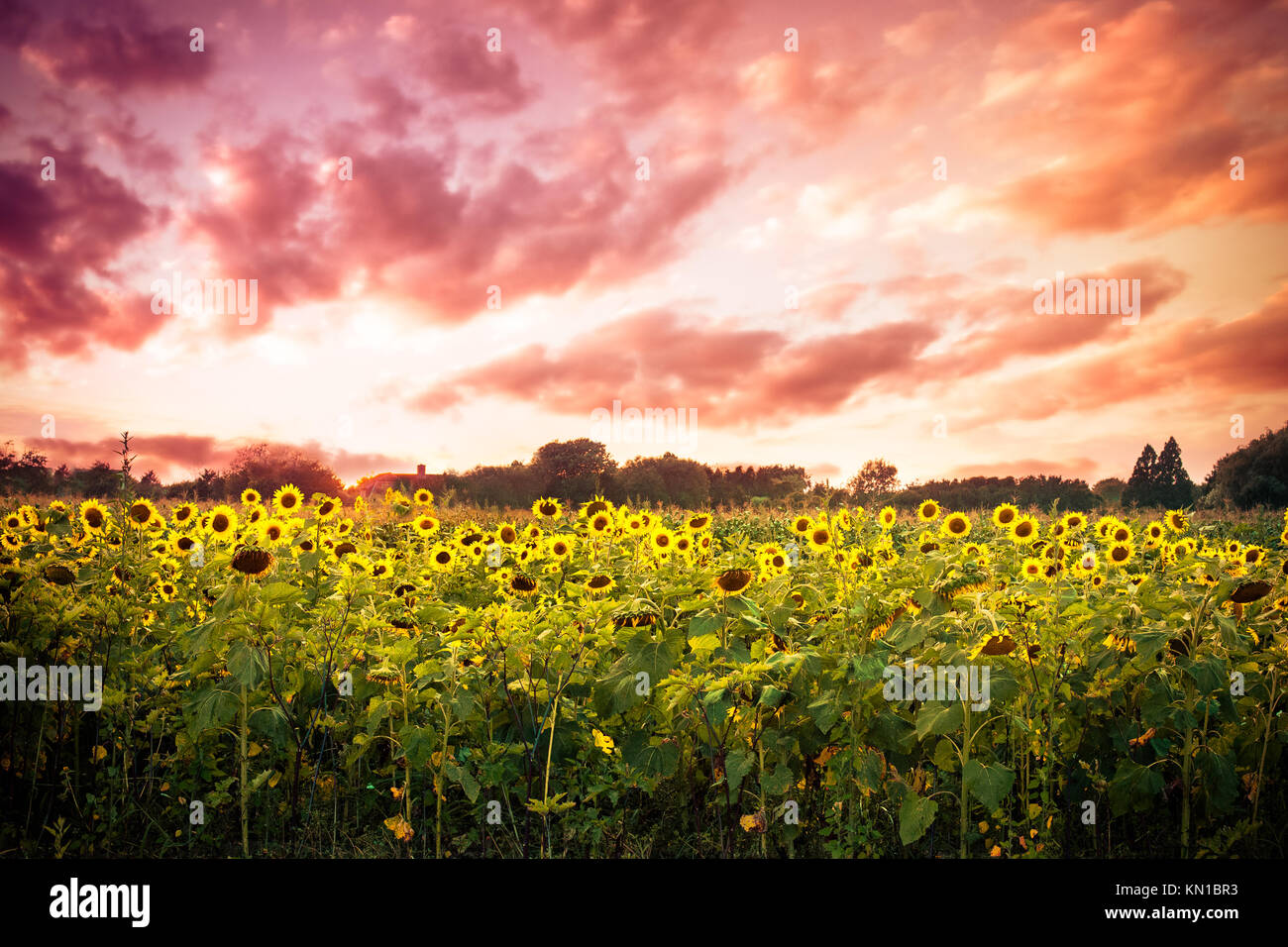 Landschaft mit Sonnenblumen unter bunten Sonnenuntergang Stockfoto