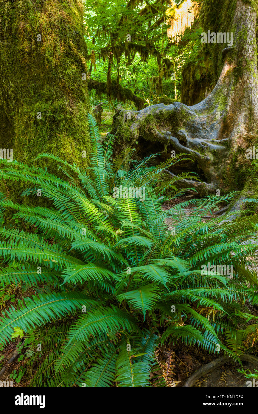 Große Farne auf Hall der Moose Trail in den Hoh Regenwald iin Olypmic National Park im Staat Washington in den Vereinigten Staaten Stockfoto