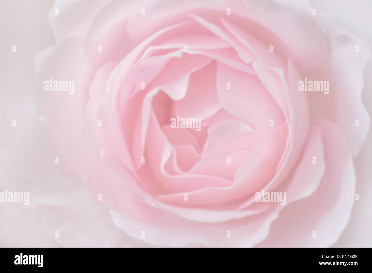Rosa Rose Licht Farbe Hintergrund Stockfoto