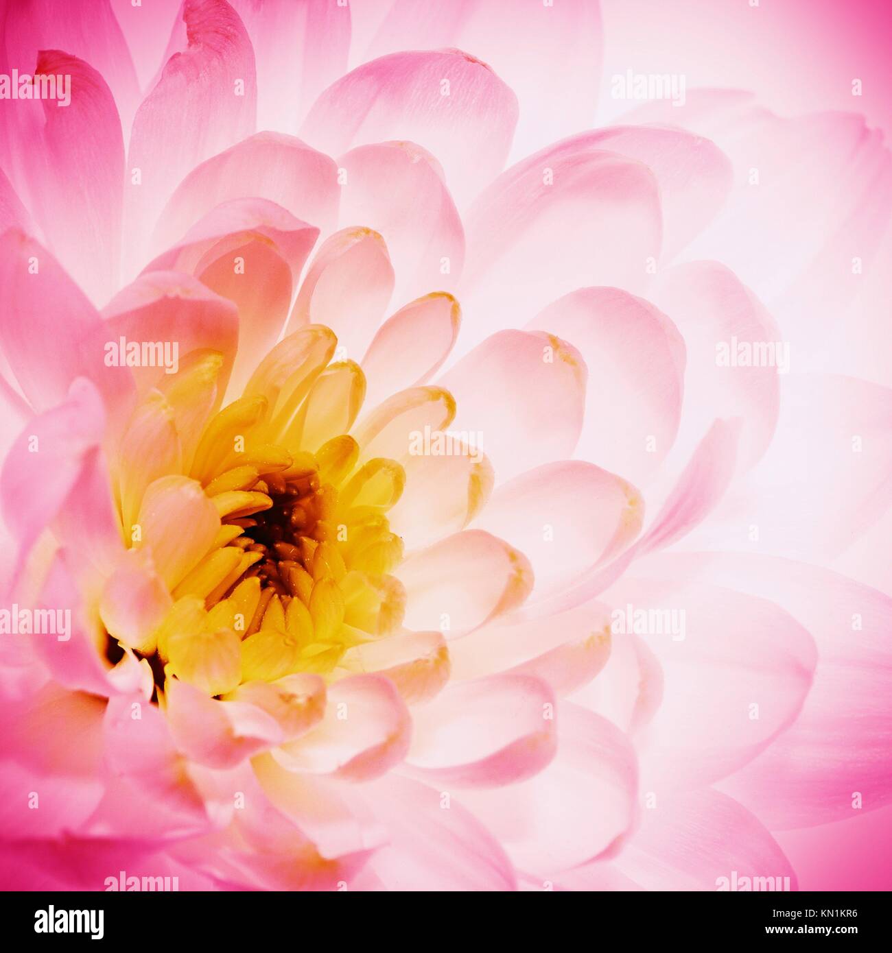 Lotus Blütenblätter als abstrakte natürlicher Herkunft. Stockfoto