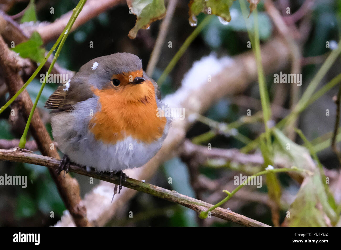 Aberystwyth, Wales, UK. 10 Dez, 2017. Ein einsamer Robin auf der Suche nach der Nahrung nach dem ersten Schneefall im Jahr. Quelle: Alan Hale/Alamy leben Nachrichten Stockfoto