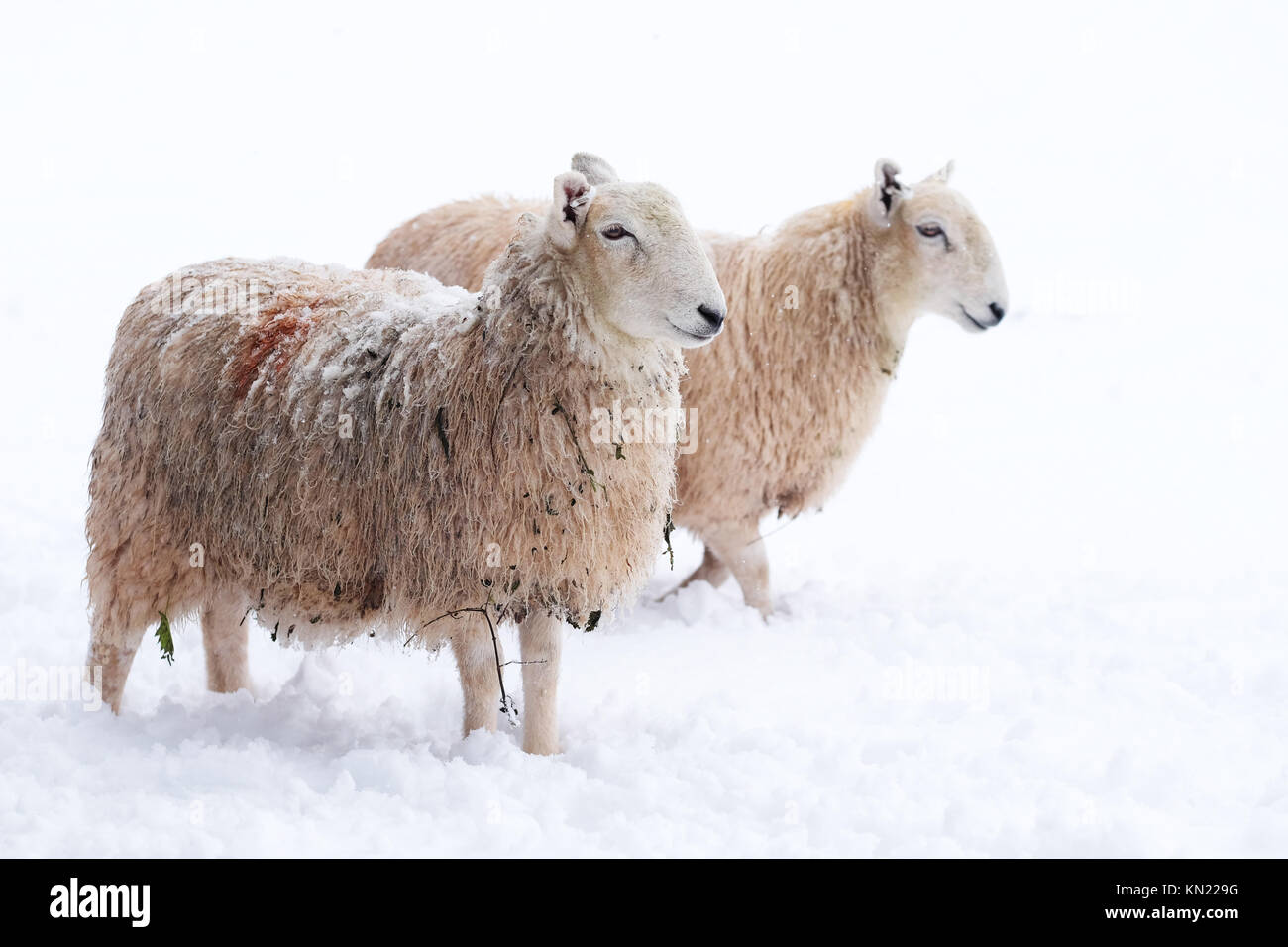 Herefordshire, UK - Dezember 2017 - Schafe Blick über den Bereich der Schnee auf der Suche nach Essen, dieses Schaf im Rückstand von in der Hecke um das Feld munching abgedeckt ist. Foto Steven Mai/Alamy leben Nachrichten Stockfoto