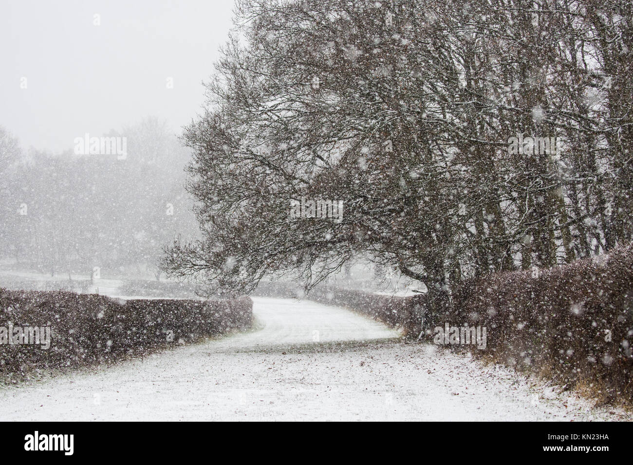 Windsor, Großbritannien. 10. Dezember, 2017. Schnee fällt in einer ruhigen Ecke von Windsor Great Park. Credit: Mark Kerrison/Alamy leben Nachrichten Stockfoto