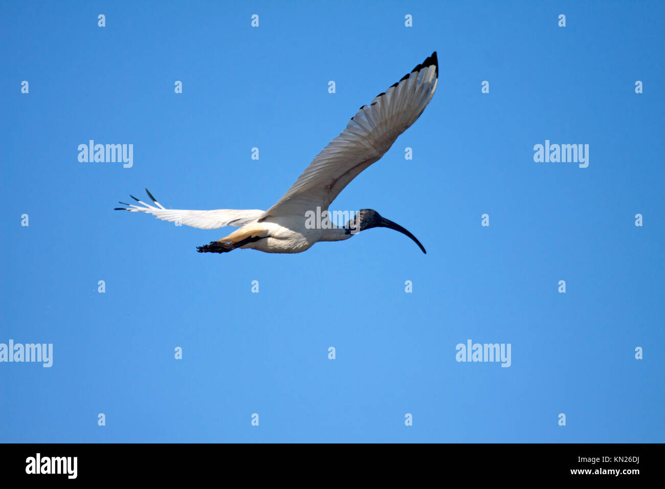 Australian white Ibis durch klare blaue Himmel in Victoria Australien fliegen Stockfoto