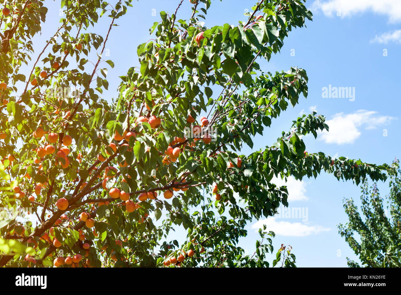 Köstliche Aprikosen- tree branch Hintergrund Stockfoto