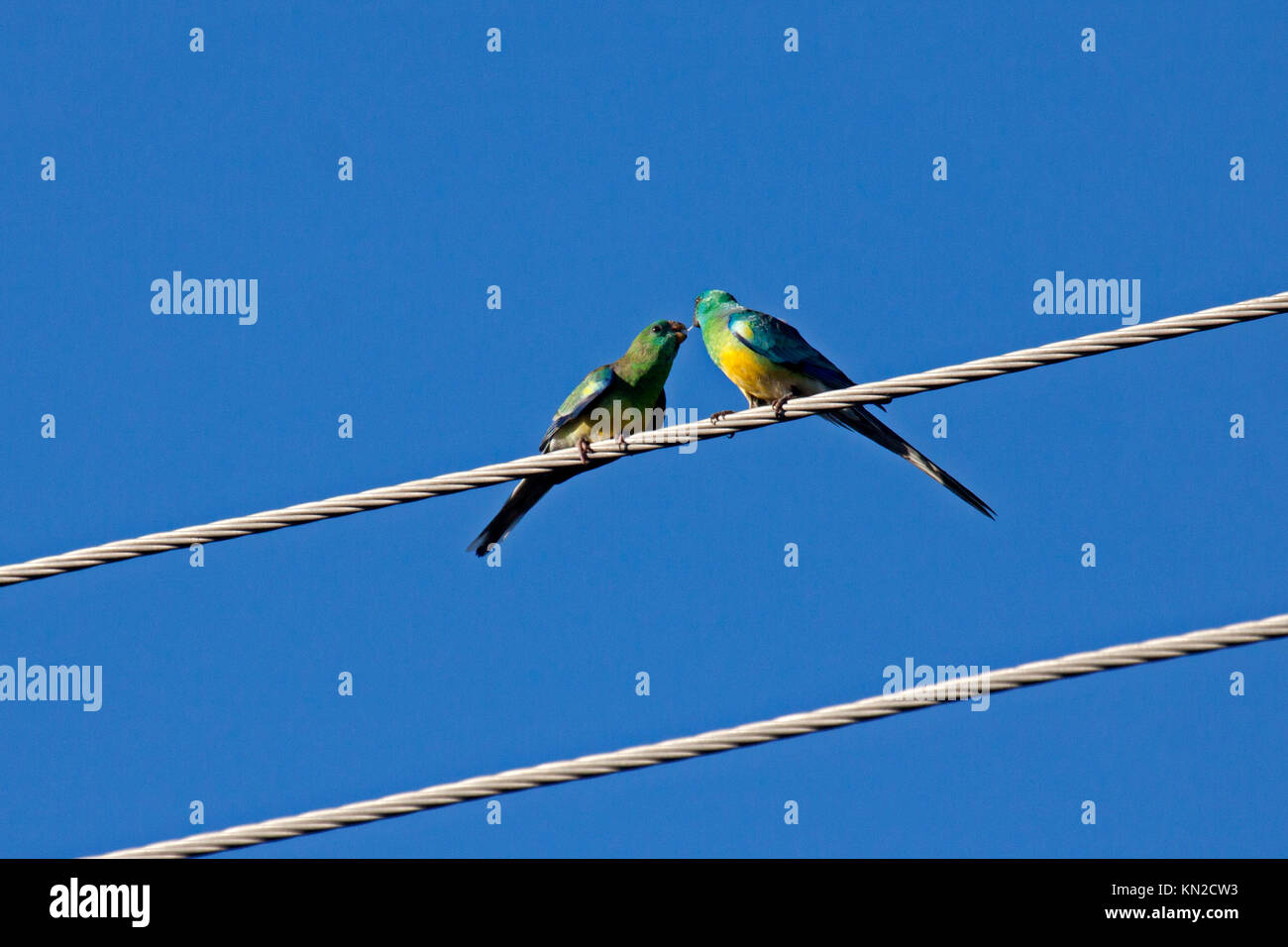 Red rumped Papageien vorbei an Nahrung auf Draht in Picton, New South Wales, Australien Stockfoto