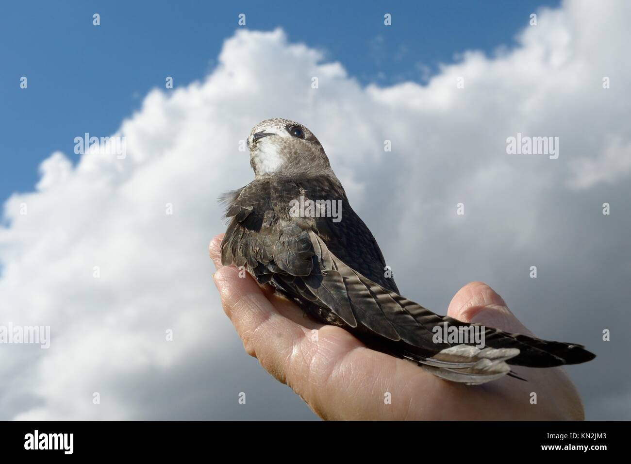 Küken verwaiste Mauersegler (Apus apus) freigegeben werden nach gefördert wird und mit Insekten gefüttert, bis sie von Judith Wakelam, Worlington zu fliegen. Stockfoto