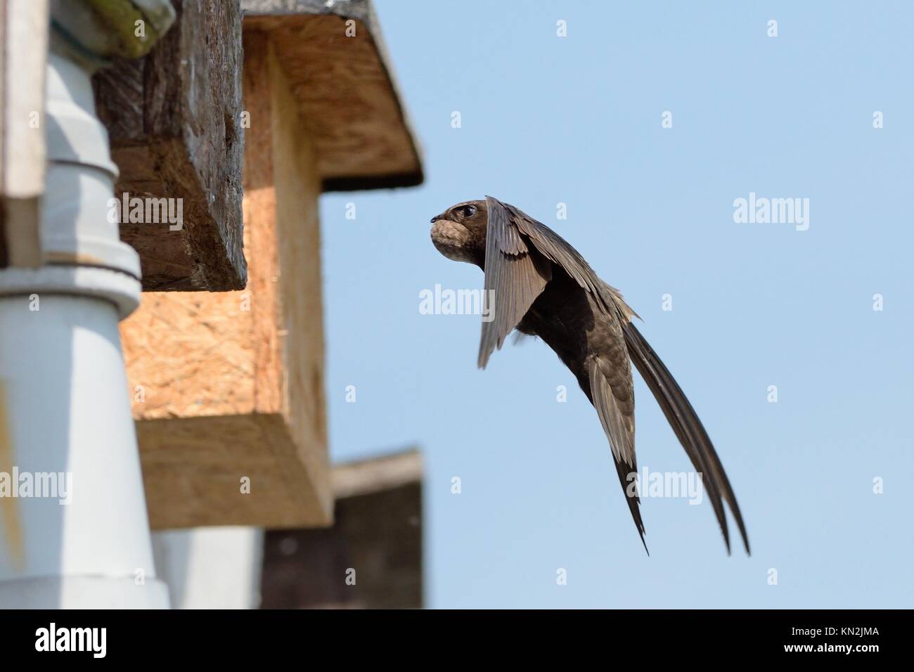 Mauersegler (Apus apus) fliegen zu einem Nest Box mit seinen Hals Tasche prall mit Insekten gefangen hat ihre Küken zu füttern, Hilperton, Wiltshire, UK, Stockfoto