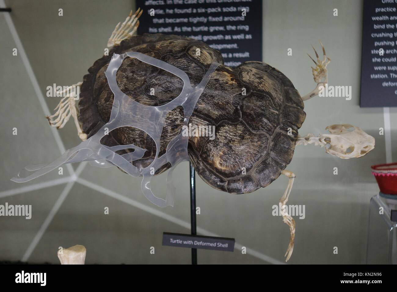 Eine Schildkröte Skelett in einem Kunststoff 6 Stück Halter gewickelt, an die Skelette Museum der Osteologie in Orlando, Florida, USA. Stockfoto