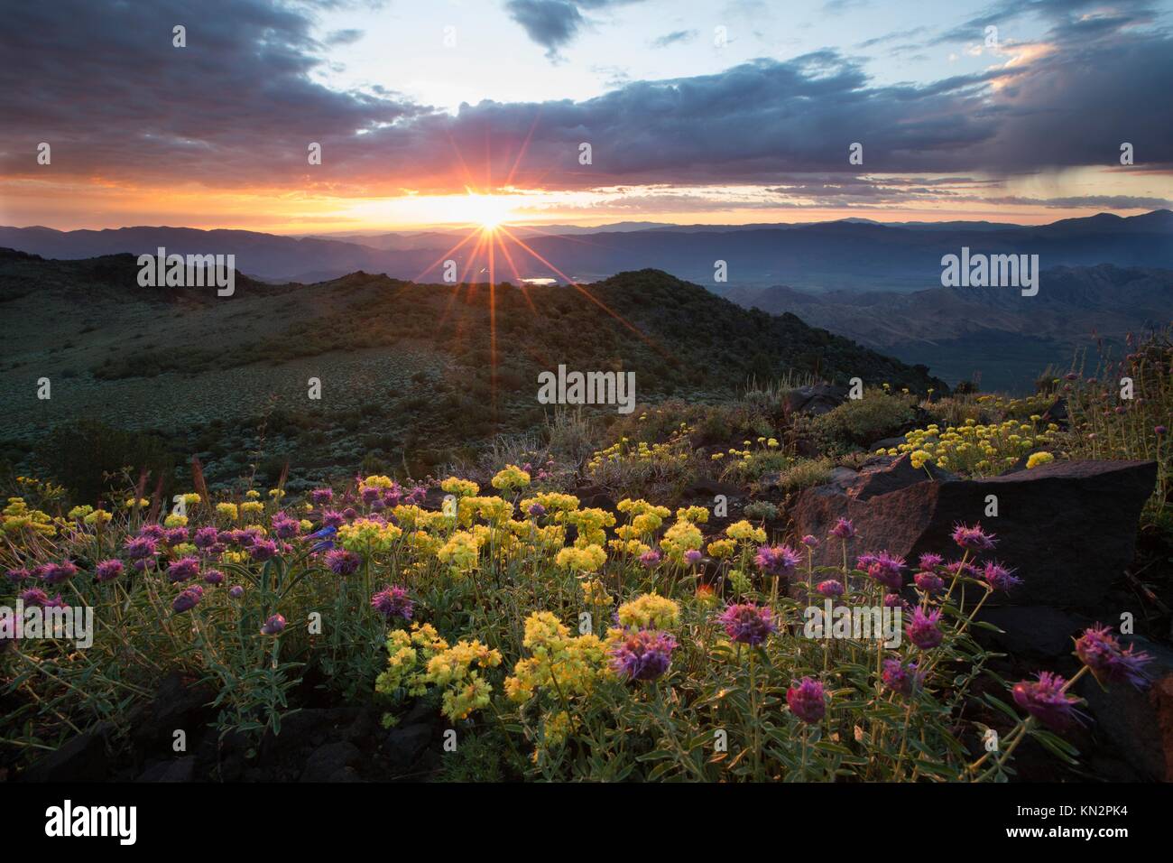 Sonnenaufgang über Wildblumen blühen in der slinkard Wildnis lernen zu überwachen, 9. Juli 2015 in der Nähe von Bridgeport, Kalifornien. (Foto von Bob wick über planetpix) Stockfoto