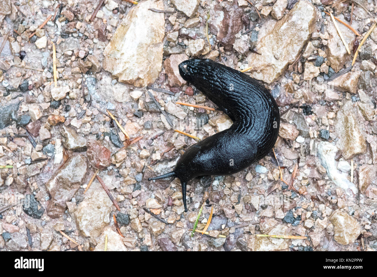 Slug - Schwarz Slug - Arion ater - auf Fußweg Stockfoto
