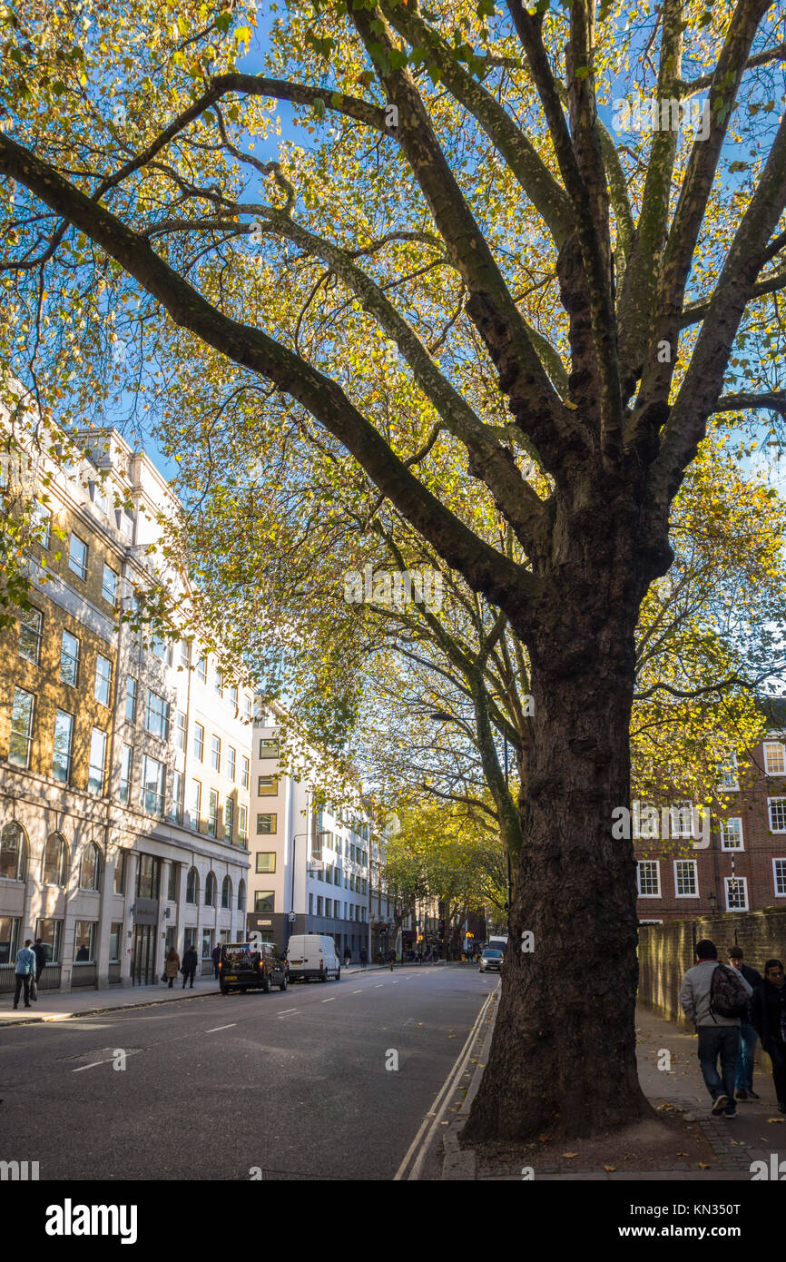 Herbstliche Herbst Bäume entlang Gray's Inn Road, London, UK Stockfoto