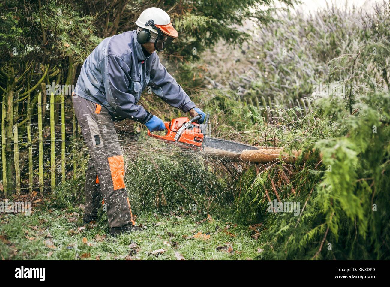 Professionelle Gärtner schneiden Baum mit der Kettensäge
