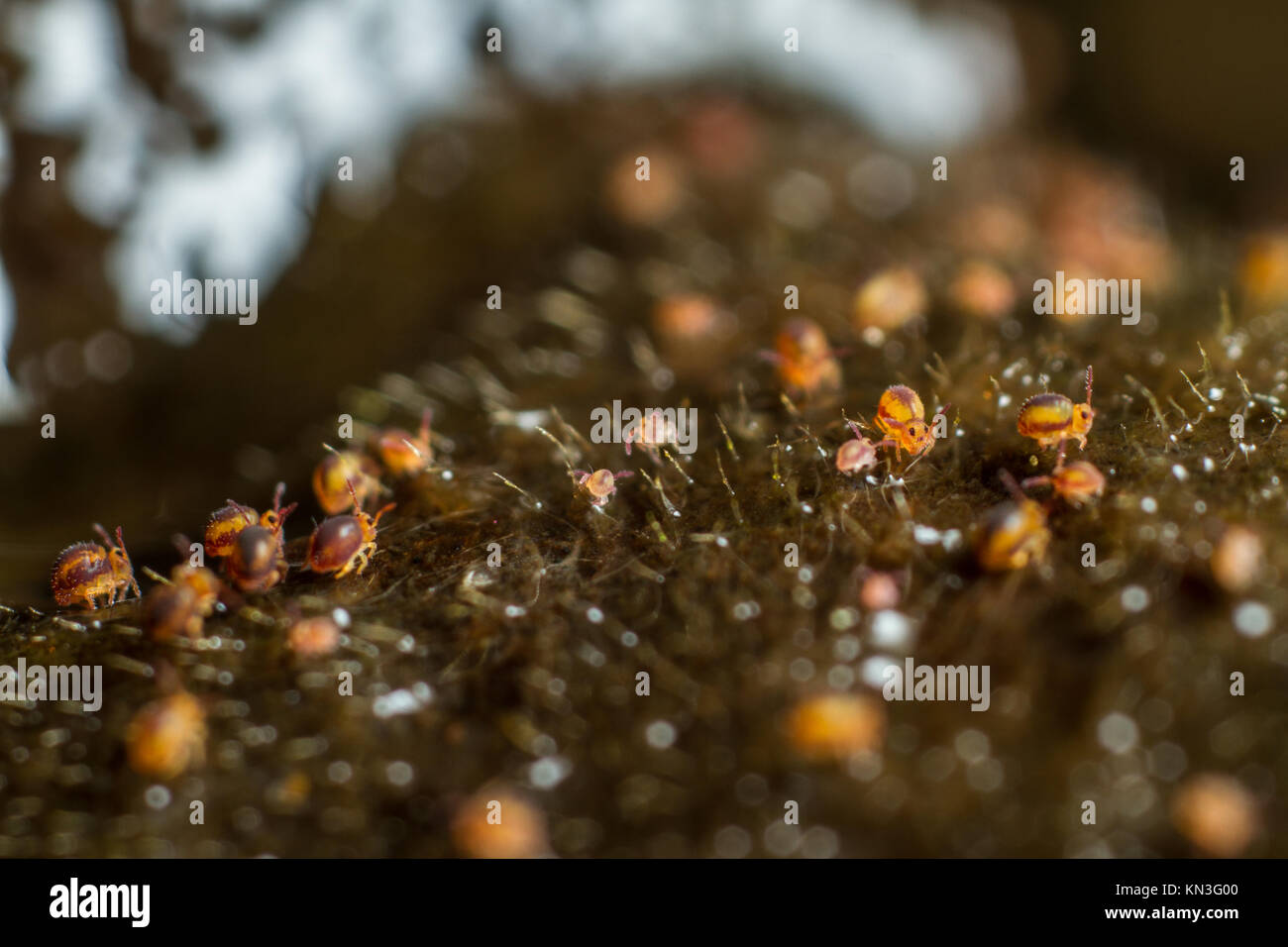 Sminthurides malmgreni kugelförmigen springtail Gruppe am Rande eines Gartenteich Stockfoto