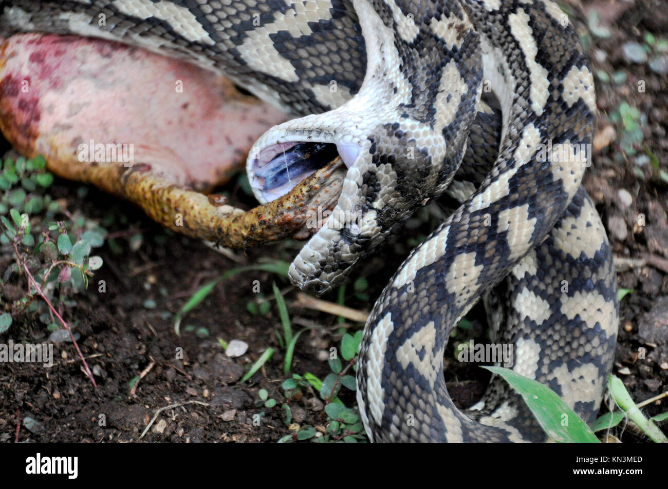 Teppich Python Stockfoto Bild 167883029 Alamy