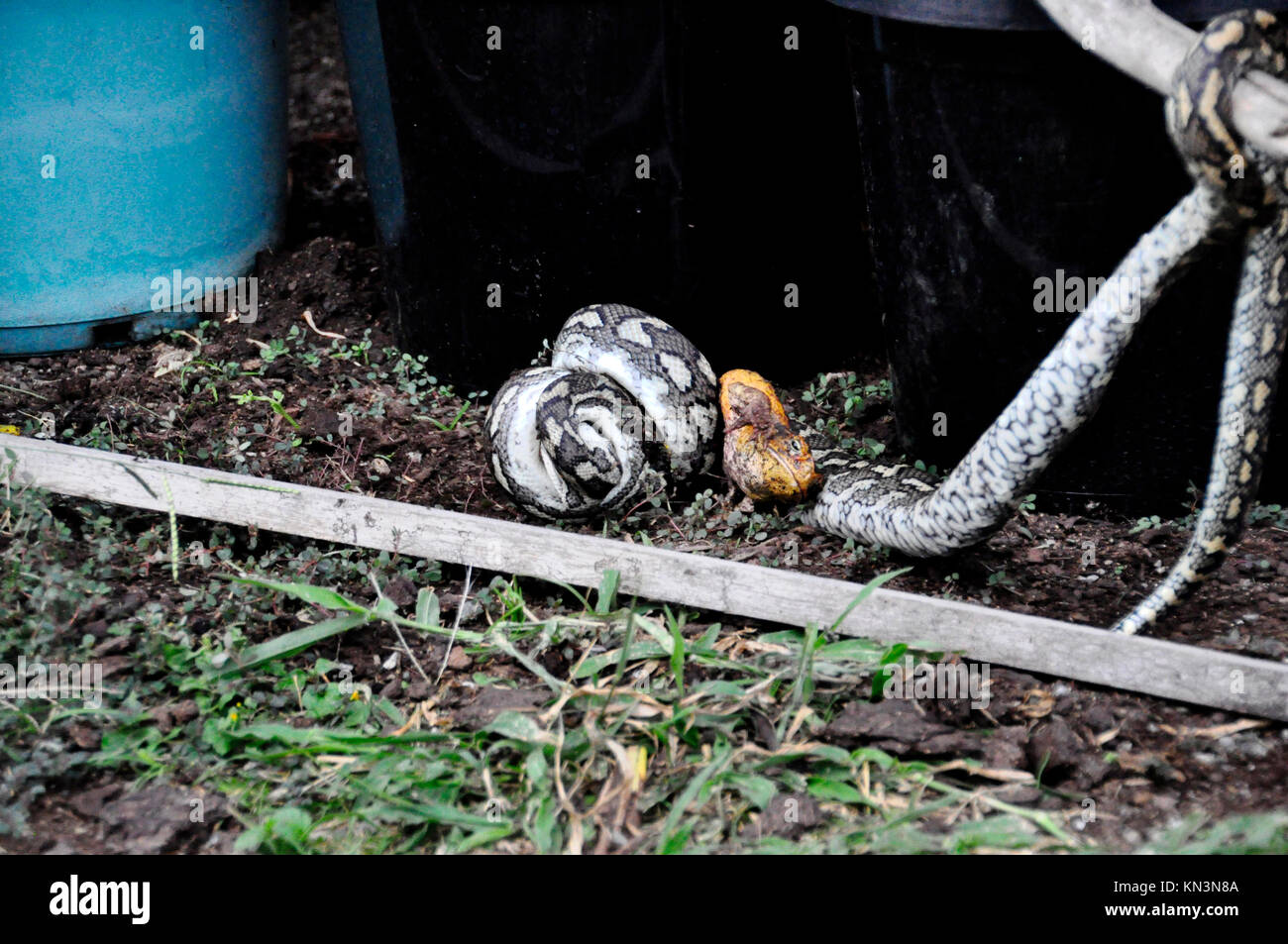 Teppich PYTHON Stockfoto