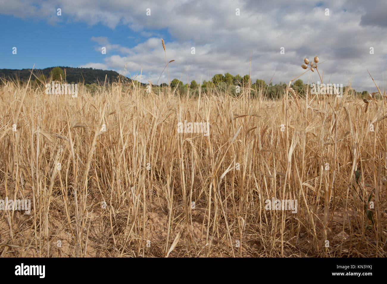Getreide Feld unter bewölkt sonnigen Himmel, Guadalajara, Spanien. Stockfoto