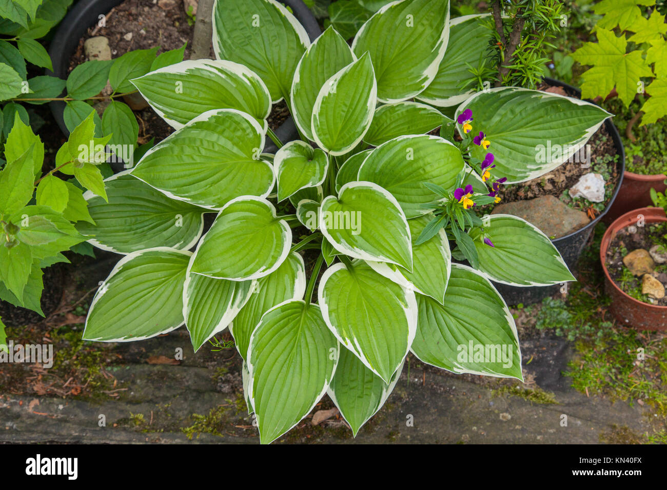 Variegated foliage plant summer Fotos und Bildmaterial in hoher