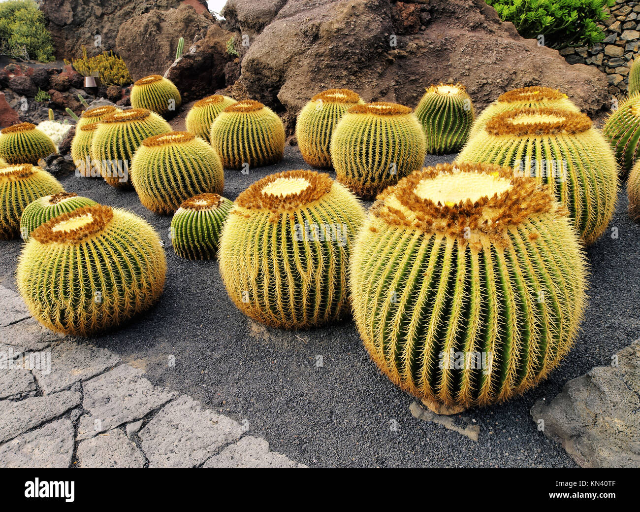 Jardin de Cactus Kakteen Garten auf der Insel Lanzarote, Kanarische