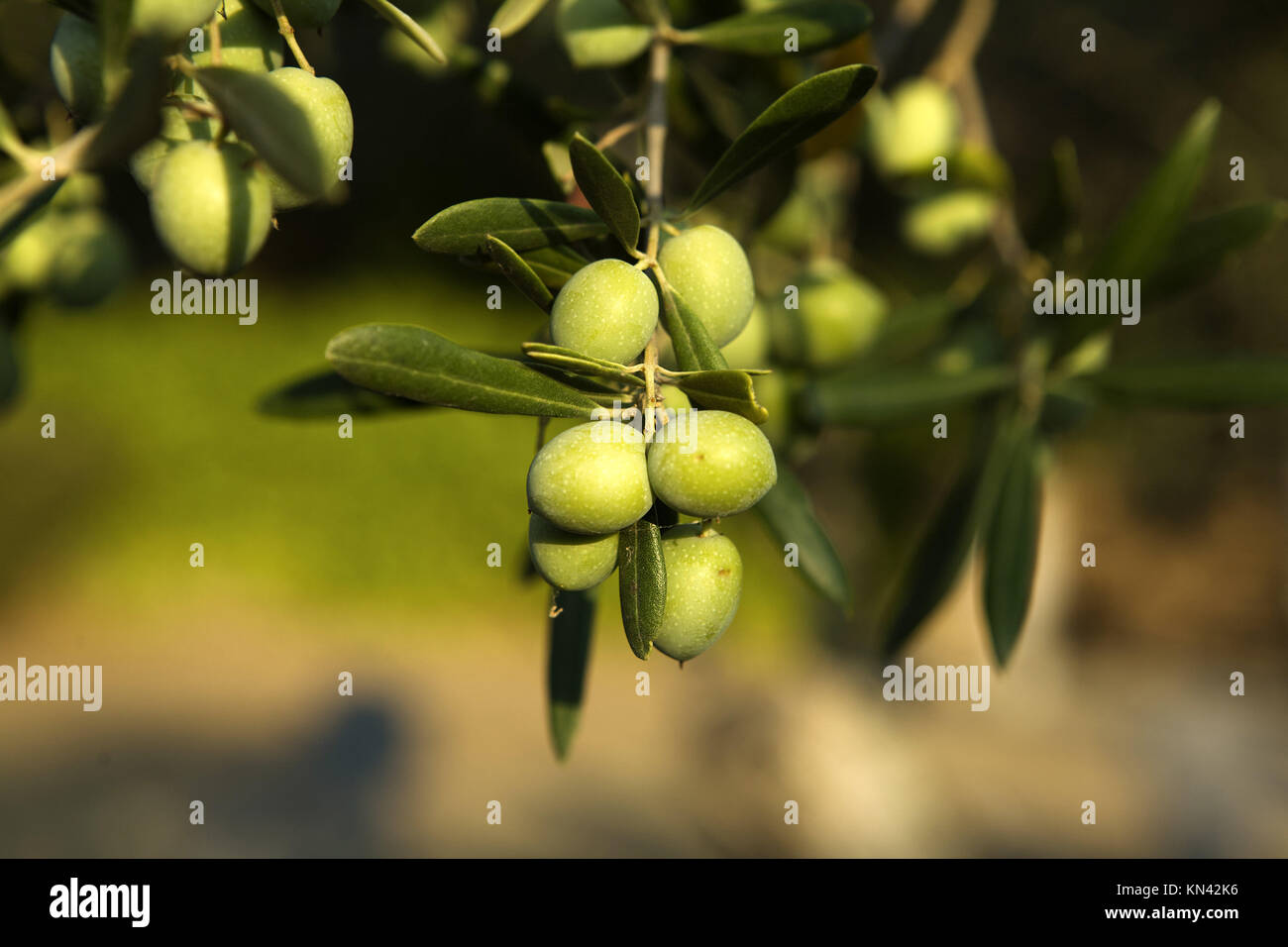 Olive Branch mit einigen unreife grüne Oliven in Extremadura, Spanien angebaut. Stockfoto