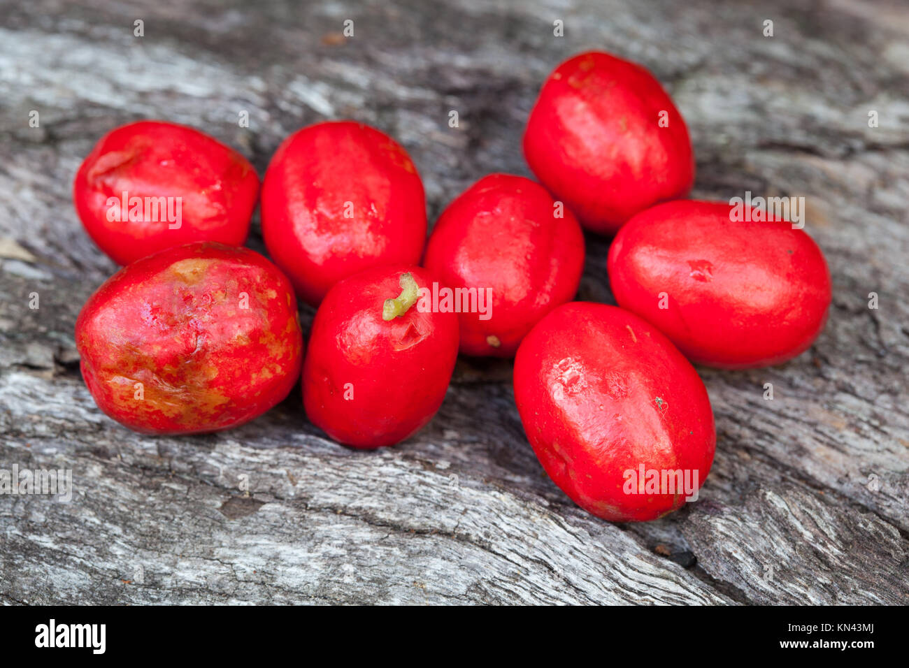 Crimson Berry (Antirhea tenuiflora) reife Früchte. Cow Bay. Daintree National Park. Queensland. Australien. Stockfoto