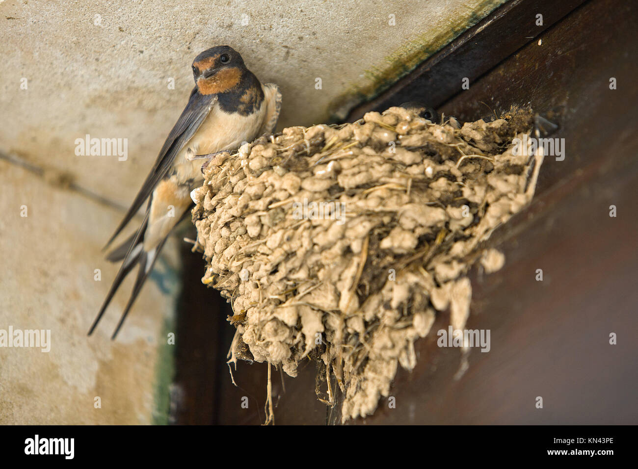 Schwalben in seinem Nest in einem Windows Ecke, Monsaraz, Portugal thront. Stockfoto